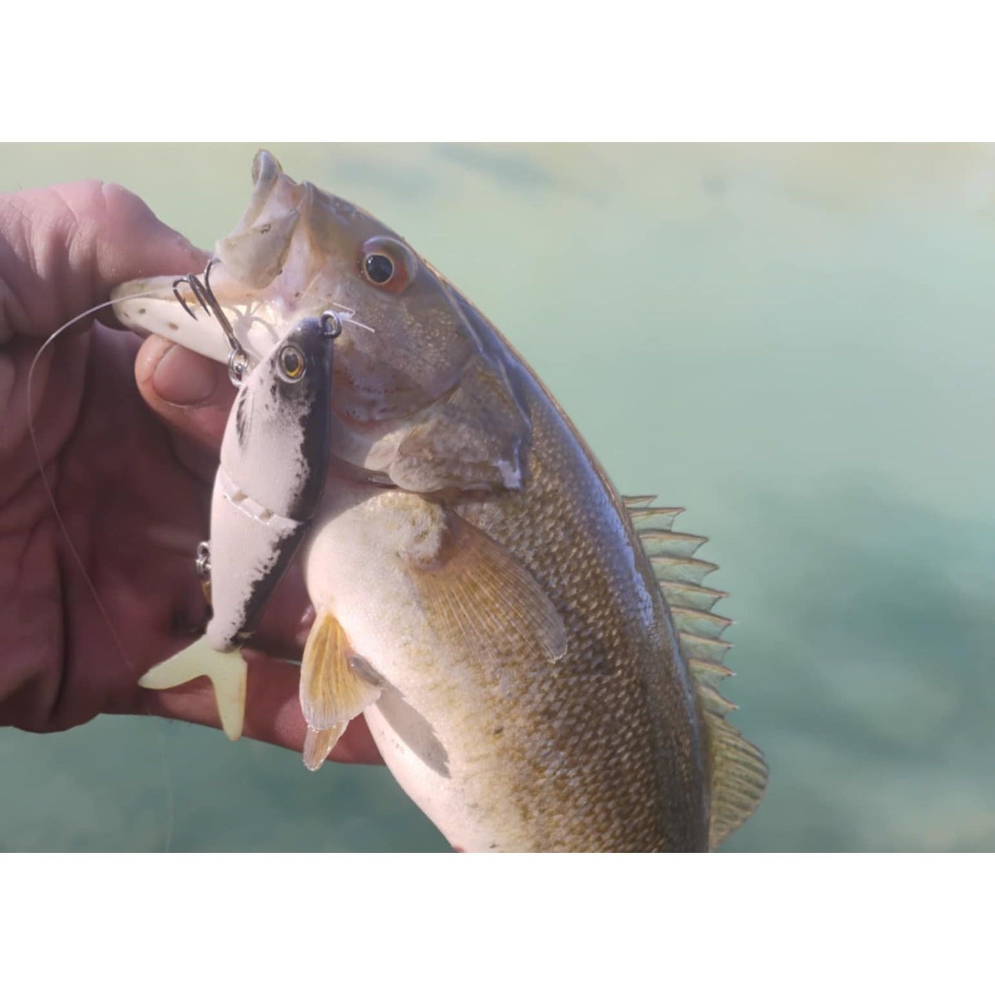 Neosho Slayer - BFS/Finesse Glide Bait